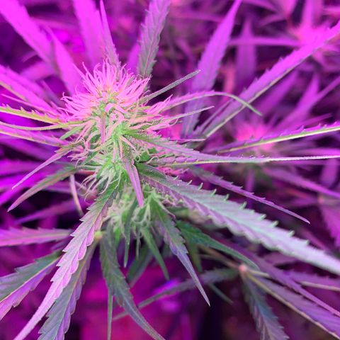 Triple cheese  growlog timeline photo