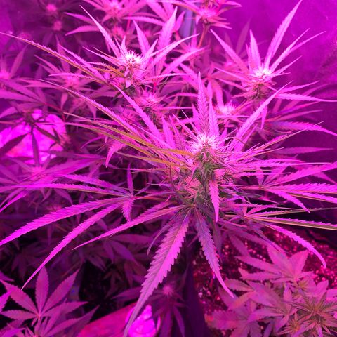 Triple cheese  growlog timeline photo