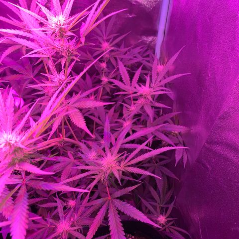 Triple cheese  growlog timeline photo