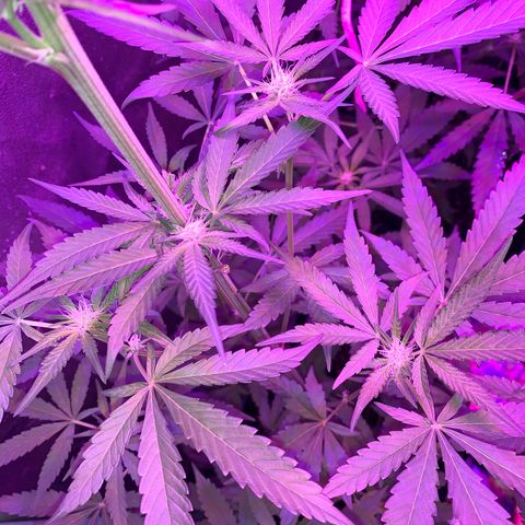 Runt muffin growlog timeline photo