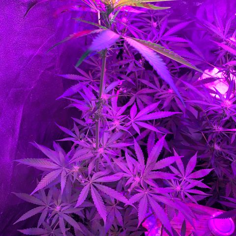 Runt muffin growlog timeline photo