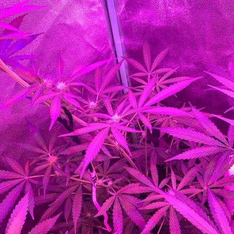 Runt muffin growlog timeline photo