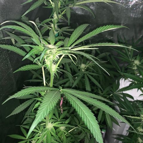 Runt muffin growlog timeline photo