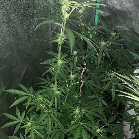 Runt muffin growlog timeline photo