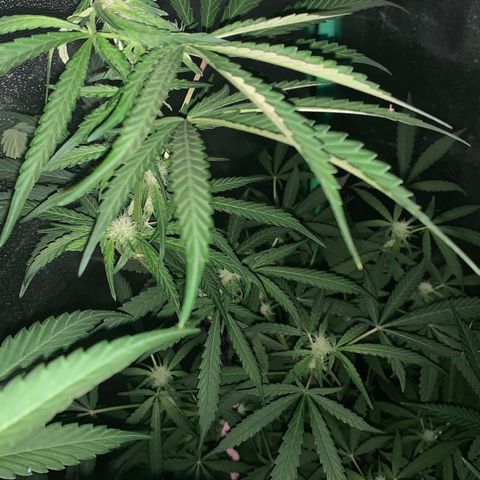 Runt muffin growlog timeline photo