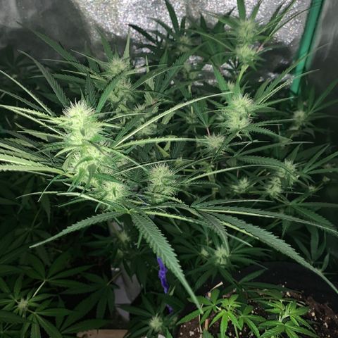 Triple cheese  growlog timeline photo