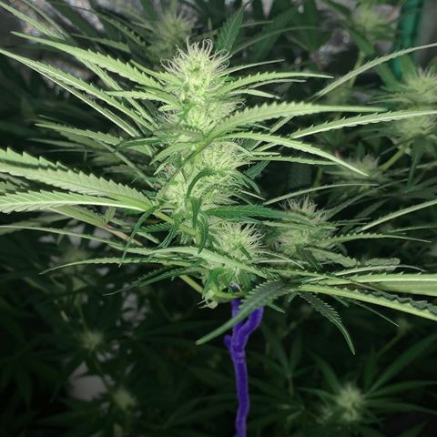 Triple cheese  growlog timeline photo