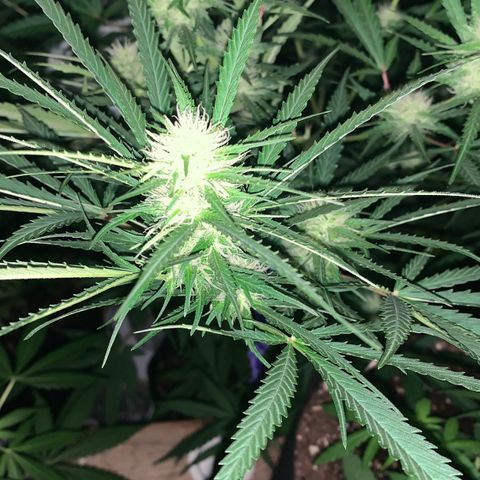 Triple cheese  growlog timeline photo