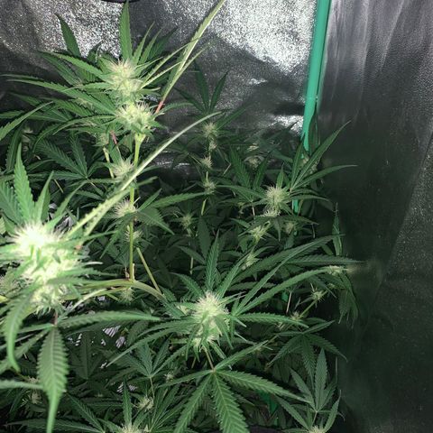 Triple cheese  growlog timeline photo