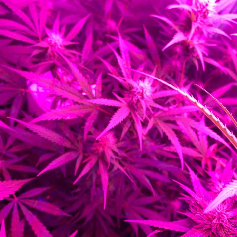 Triple cheese  growlog timeline photo