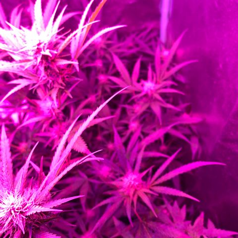 Triple cheese  growlog timeline photo