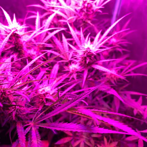 Triple cheese  growlog timeline photo