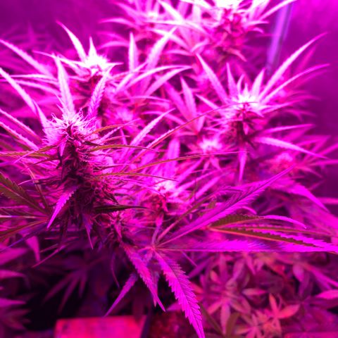 Triple cheese  growlog timeline photo