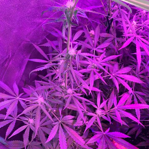 Runt muffin growlog timeline photo