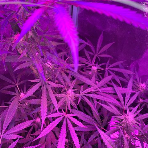 Runt muffin growlog timeline photo