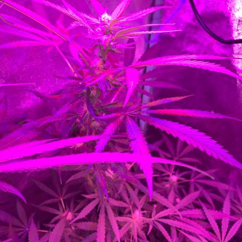 Runt muffin growlog timeline photo