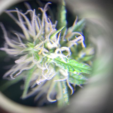 Triple cheese  growlog timeline photo