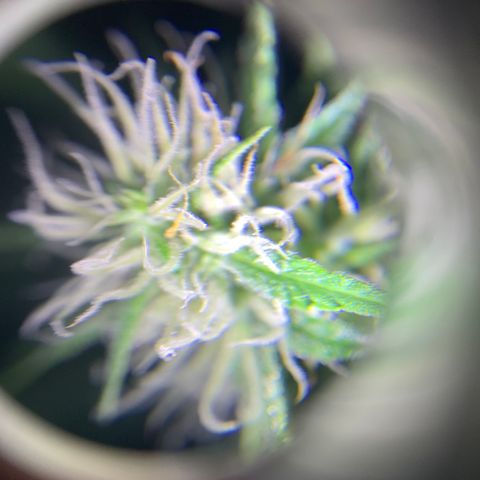 Triple cheese  growlog timeline photo