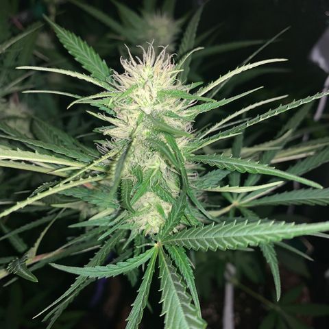 Triple cheese  growlog timeline photo