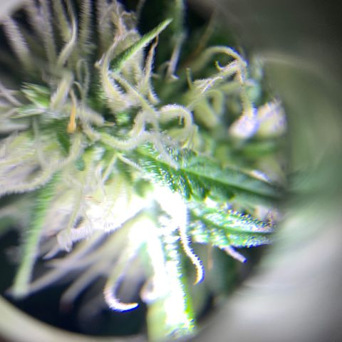 Triple cheese  growlog timeline photo