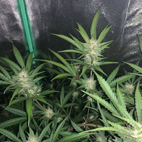 Triple cheese  growlog timeline photo