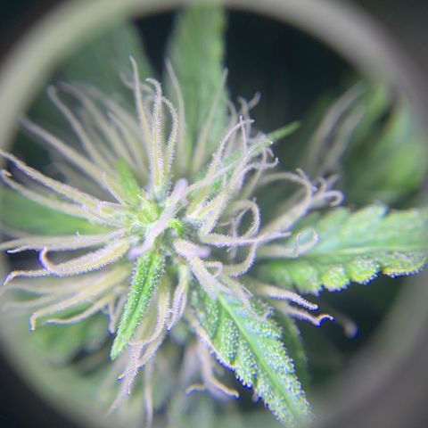 Triple cheese  growlog timeline photo