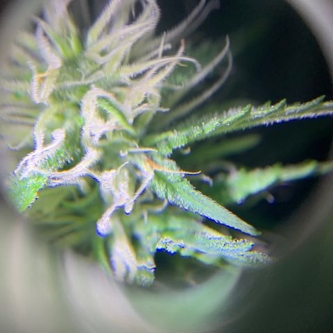 Triple cheese  growlog timeline photo