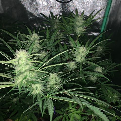 Triple cheese  growlog timeline photo