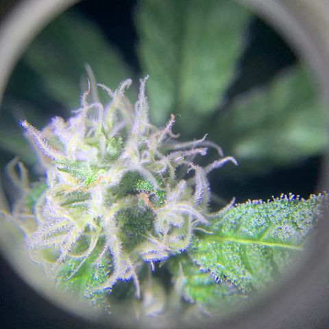 Runt muffin growlog timeline photo