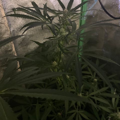 Runt muffin growlog timeline photo