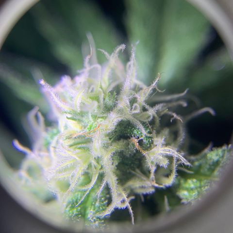 Runt muffin growlog timeline photo