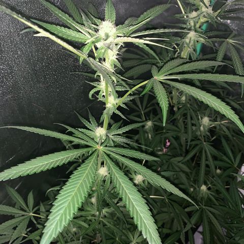 Runt muffin growlog timeline photo