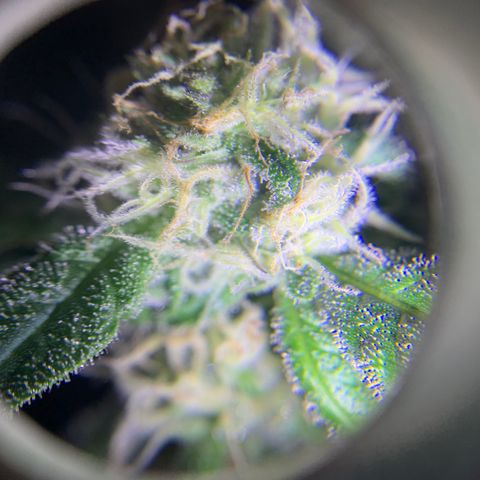 Runt muffin growlog timeline photo