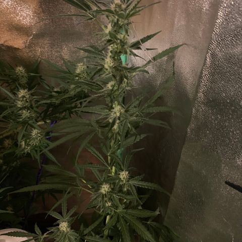 Runt muffin growlog timeline photo