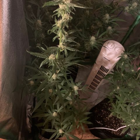 Runt muffin growlog timeline photo