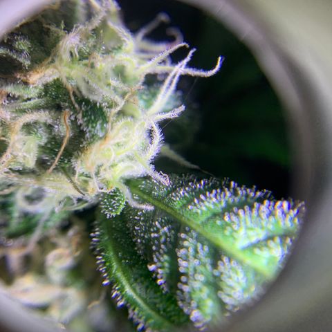 Runt muffin growlog timeline photo