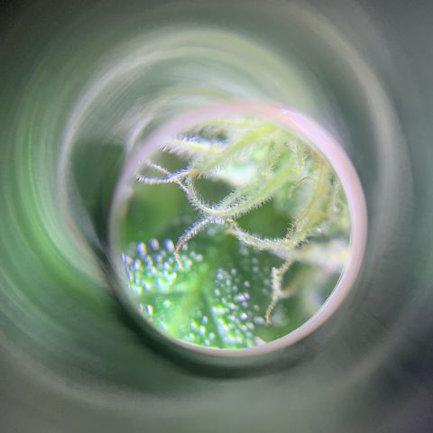 Runt muffin growlog timeline photo