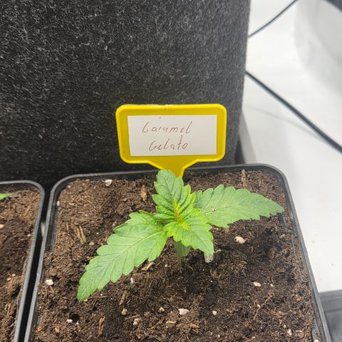 Caramel  growlog timeline photo