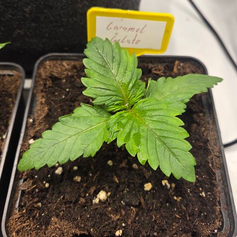 Caramel  growlog timeline photo