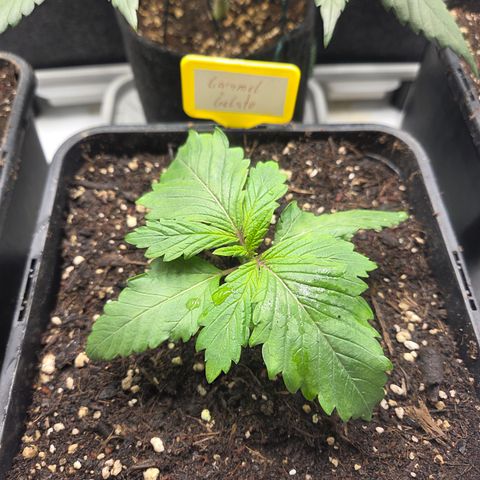 Caramel  growlog timeline photo
