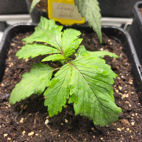 Caramel  growlog timeline photo