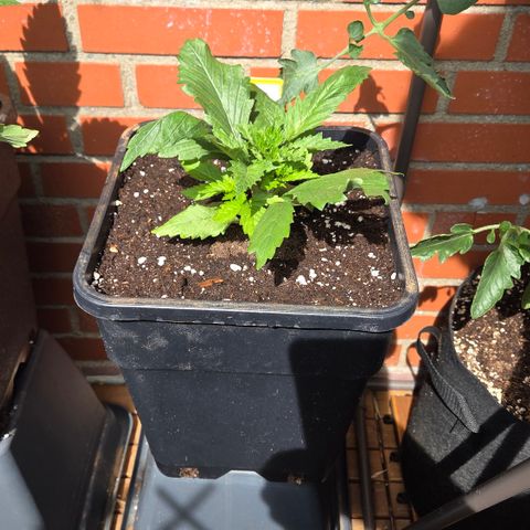 Caramel  growlog timeline photo