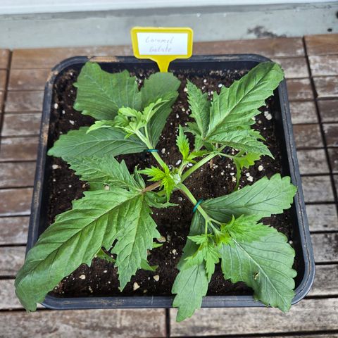 Caramel  growlog timeline photo