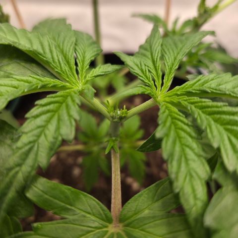 Growlog-Zeitleistenfoto von Wedding Gelato