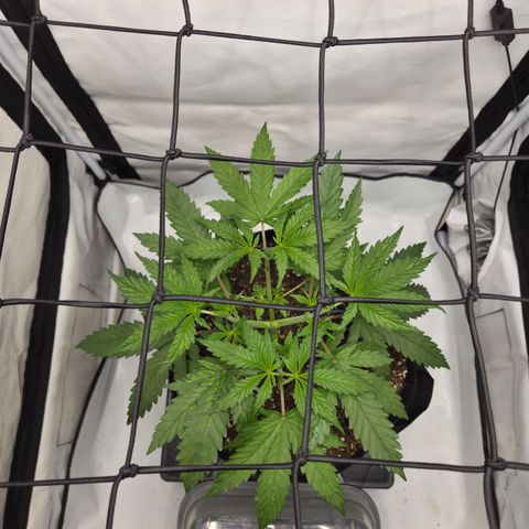 Growlog-Zeitleistenfoto von Wedding Gelato