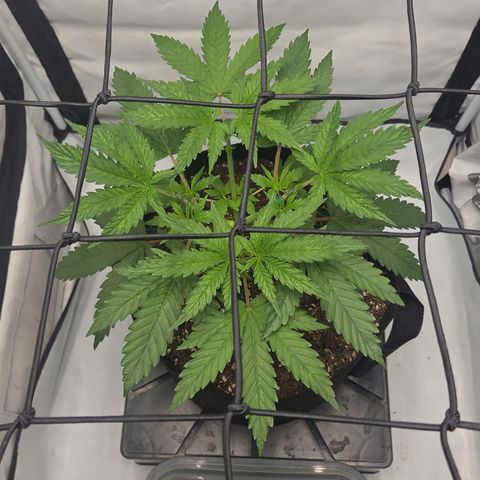 Growlog-Zeitleistenfoto von Wedding Gelato