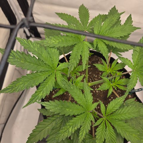 Growlog-Zeitleistenfoto von Wedding Gelato
