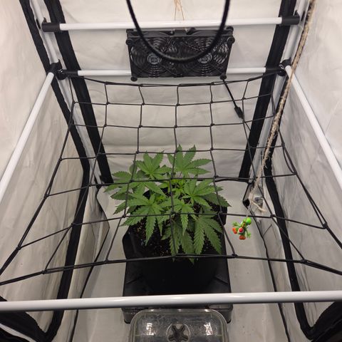 Growlog-Zeitleistenfoto von Wedding Gelato