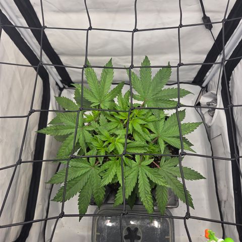 Growlog-Zeitleistenfoto von Wedding Gelato