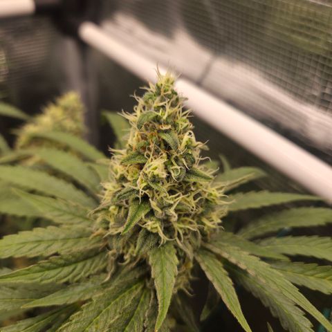 Growlog-Zeitleistenfoto von Cherry Poppers 